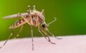 Batı nil virüsü tehlikesi (Zika virüsü Türkiye’de var mı?)