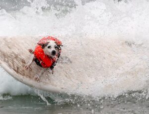 Dünya Köpek Sörfü Şampiyonası’ndan renkli kareler