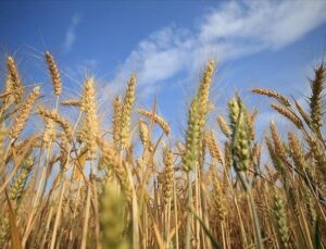 Buğday fiyatları arz endişeleriyle yükseldi