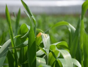 Yağış artışları nedeniyle tahılda “sarı pas” riski