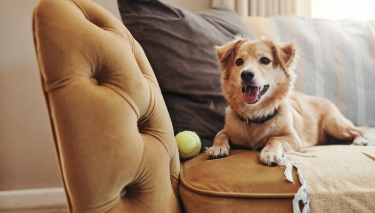 Köpekler sanılandan daha akıllı | Sözcükleri objelerle ilişkilendiriyorlar